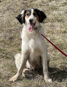 PIER - hübscher Hundejüngling sucht SEIN ZUHAUSE - NOTFALL, PIER - hübscher Hundejüngling sucht SEIN ZUHAUSE - NOTFALL Welpen - Rüde