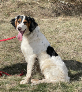 PIER - hübscher Hundejüngling sucht SEIN ZUHAUSE - NOTFALL, PIER - hübscher Hundejüngling sucht SEIN ZUHAUSE - NOTFALL Welpen - Rüde