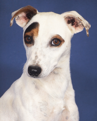 PIKO - R E S E R V I E R T !!!!! lieb und aufgeschlossen, neugierig, lebhaft, klug, als Zweithund zu einer Hündin, Mischling - Rüde