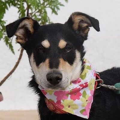 PINA - Ubeda, Mischling groß werdend - unkastriert Welpen - Hündin