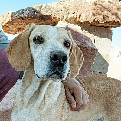 PINA (w)-anhänglich, gesellig, Brackenmischling - Hündin