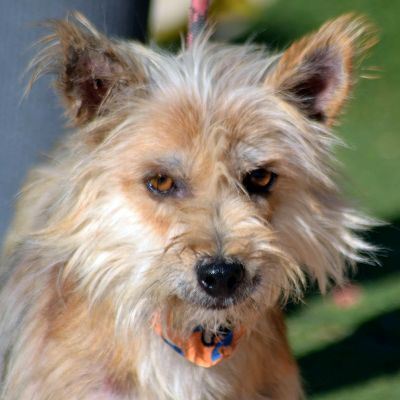 PINO - Linares, Cairn-Terrier-Mischling - kastriert - Rüde, - Rüde