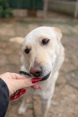 PINO, Mischling - Rüde