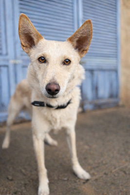 PINO, Mischling - Rüde