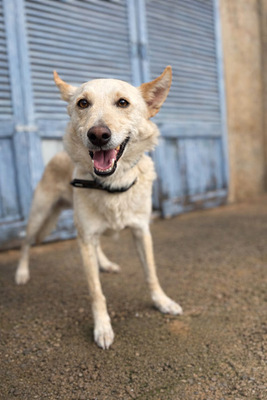 PINO, Mischling - Rüde