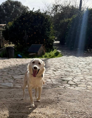 PINO, Mischling - Rüde