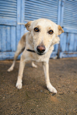 PINO, Mischling - Rüde