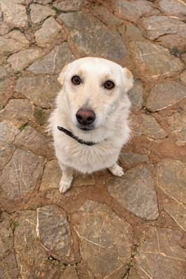 PINO, Mischling - Rüde