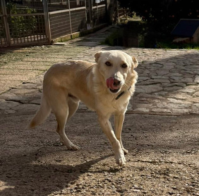 PINO, Mischling - Rüde