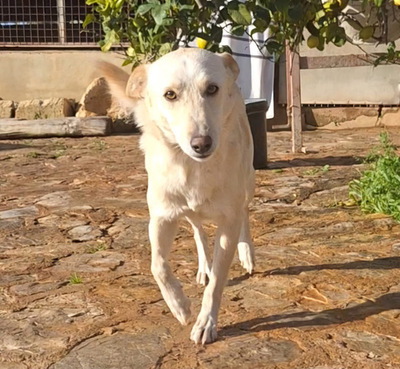 PINO, Mischling - Rüde