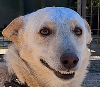 PINO, Mischling - Rüde