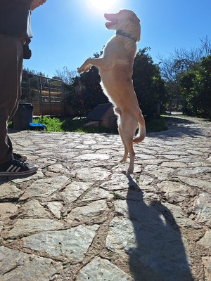 PINO, Mischling - Rüde