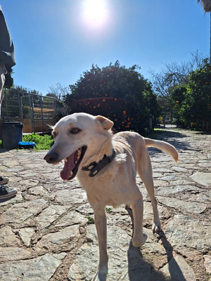 PINO, Mischling - Rüde