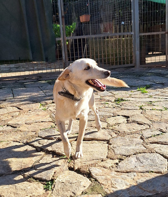 PINO, Mischling - Rüde