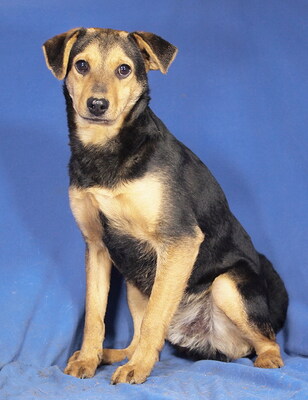 PINO - R E S E R V I E R T !!!!! verschmust, sehr lieb, lebhaft, anhänglich, gelehrig, katzenverträglich, Mischling - Rüde