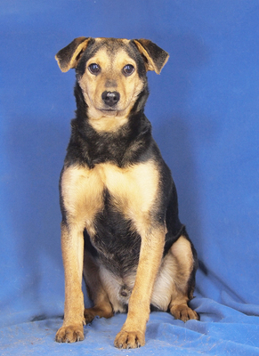 PINO - R E S E R V I E R T !!!!! verschmust, sehr lieb, lebhaft, anhänglich, gelehrig, katzenverträglich, Mischling - Rüde