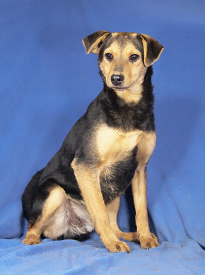 PINO - R E S E R V I E R T !!!!! verschmust, sehr lieb, lebhaft, anhänglich, gelehrig, katzenverträglich, Mischling - Rüde