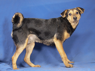 PINO - R E S E R V I E R T !!!!! verschmust, sehr lieb, lebhaft, anhänglich, gelehrig, katzenverträglich, Mischling - Rüde