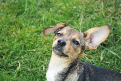 PIPI Langohr, Mischling - Hündin