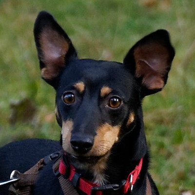 PIPO - Linares, Podenco-Orito, kastriert - Rüde