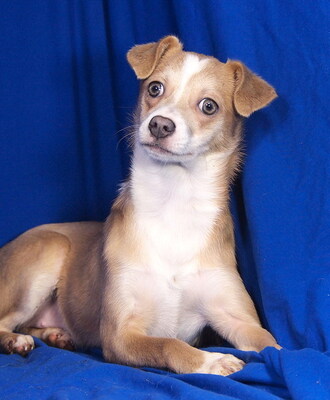 PIPPA - lieb, aufgeweckt, verschmust, lernwillig, katzenverträglich, anfangs ängstlich, Mischling Welpen - Hündin