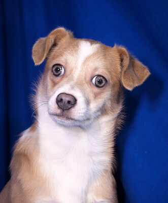 PIPPA - lieb, aufgeweckt, verschmust, lernwillig, katzenverträglich, anfangs ängstlich, Mischling Welpen - Hündin