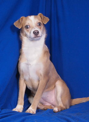 PIPPA - lieb, aufgeweckt, verschmust, lernwillig, katzenverträglich, anfangs ängstlich, Mischling Welpen - Hündin