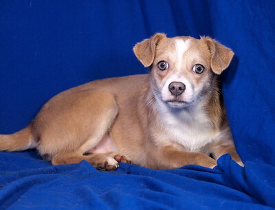 PIPPA - lieb, aufgeweckt, verschmust, lernwillig, katzenverträglich, anfangs ängstlich, Mischling Welpen - Hündin