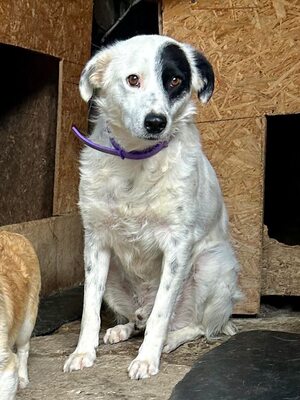 PIRAT – EIN AUGE VOLLER LIEBE. DAS ANDERE VOLLER GESCHICHTE.