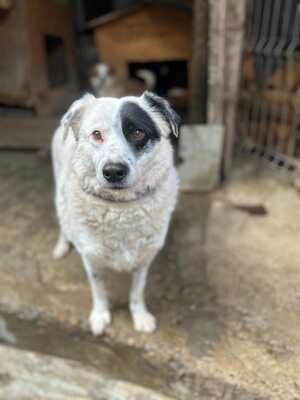 PIRAT – EIN AUGE VOLLER LIEBE. DAS ANDERE VOLLER GESCHICHTE., Mischling - Rüde