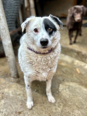 PIRAT – EIN AUGE VOLLER LIEBE. DAS ANDERE VOLLER GESCHICHTE., Mischling - Rüde