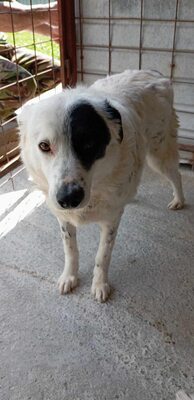 PIRAT – EIN AUGE VOLLER LIEBE. DAS ANDERE VOLLER GESCHICHTE., Mischling - Rüde