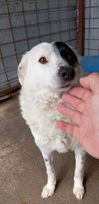 PIRAT – EIN AUGE VOLLER LIEBE. DAS ANDERE VOLLER GESCHICHTE., Mischling - Rüde