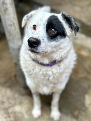 PIRAT – EIN AUGE VOLLER LIEBE. DAS ANDERE VOLLER GESCHICHTE., Mischling - Rüde