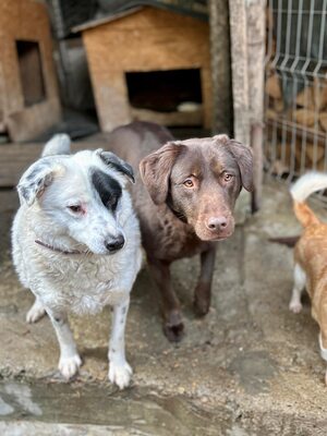 PIRAT – EIN AUGE VOLLER LIEBE. DAS ANDERE VOLLER GESCHICHTE., Mischling - Rüde