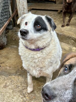 PIRAT – EIN AUGE VOLLER LIEBE. DAS ANDERE VOLLER GESCHICHTE., Mischling - Rüde