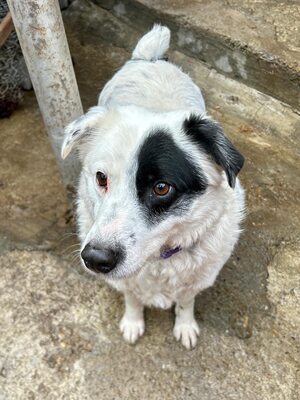 PIRAT – EIN AUGE VOLLER LIEBE. DAS ANDERE VOLLER GESCHICHTE., Mischling - Rüde