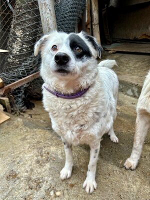 PIRAT – EIN AUGE VOLLER LIEBE. DAS ANDERE VOLLER GESCHICHTE., Mischling - Rüde