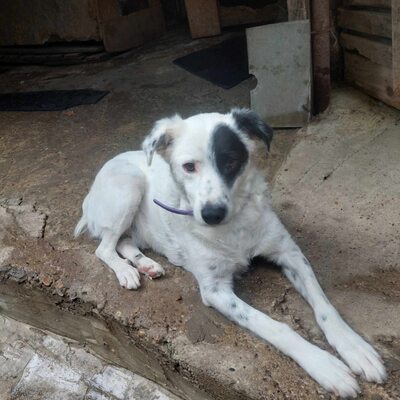 PIRAT – EIN AUGE VOLLER LIEBE. DAS ANDERE VOLLER GESCHICHTE., Mischling - Rüde