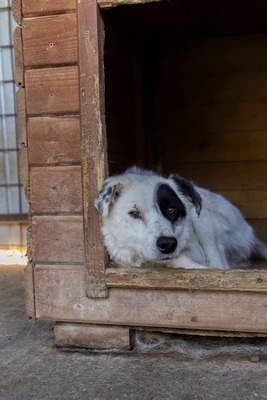 PIRAT – EIN AUGE VOLLER LIEBE. DAS ANDERE VOLLER GESCHICHTE., Mischling - Rüde
