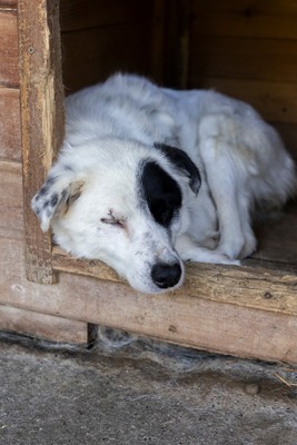 PIRAT – EIN AUGE VOLLER LIEBE. DAS ANDERE VOLLER GESCHICHTE., Mischling - Rüde