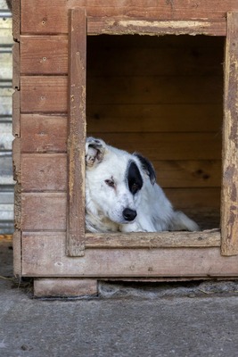PIRAT – EIN AUGE VOLLER LIEBE. DAS ANDERE VOLLER GESCHICHTE., Mischling - Rüde