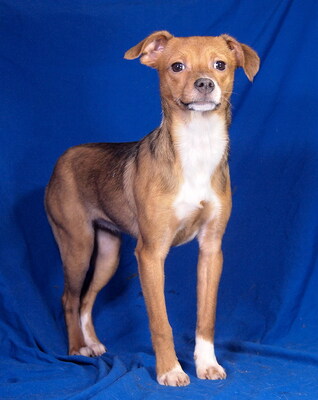 PIROUETTE - anhänglich, lebhaft, fröhlich, verschmust, gelehrig, katzenverträglich, anfangs ängstlich