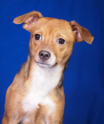 PIROUETTE - anhänglich, lebhaft, fröhlich, verschmust, gelehrig, katzenverträglich, anfangs ängstlich, Mischling Welpen - Hündin