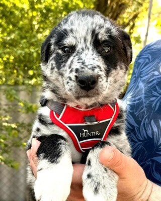 PISTACHIO sucht kuscheliges Körbchen💙💙💙, Border-Collie-Mischling Welpen - Rüde
