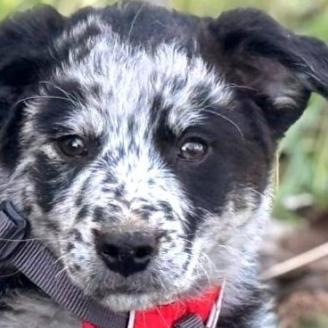 PISTACHIO sucht kuscheliges Körbchen💙💙💙, Border-Collie-Mischling Welpen - Rüde