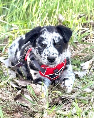 PISTACHIO sucht kuscheliges Körbchen💙💙💙, Border-Collie-Mischling Welpen - Rüde