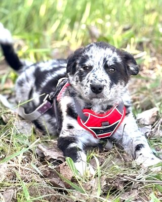 PISTACHIO sucht kuscheliges Körbchen💙💙💙, Border-Collie-Mix Welpen - Rüde