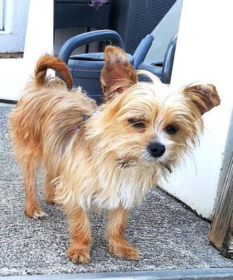 PITRI, Yorkiemischling - Rüde