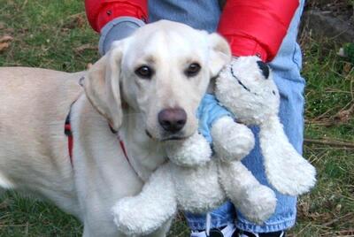 PLAVY, Labradormischling - Rüde